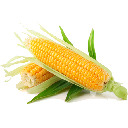 Organic Sweet Corn