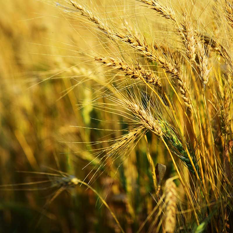 Agricultural