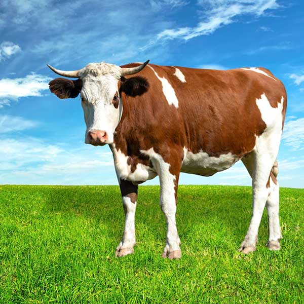 Dairy Production